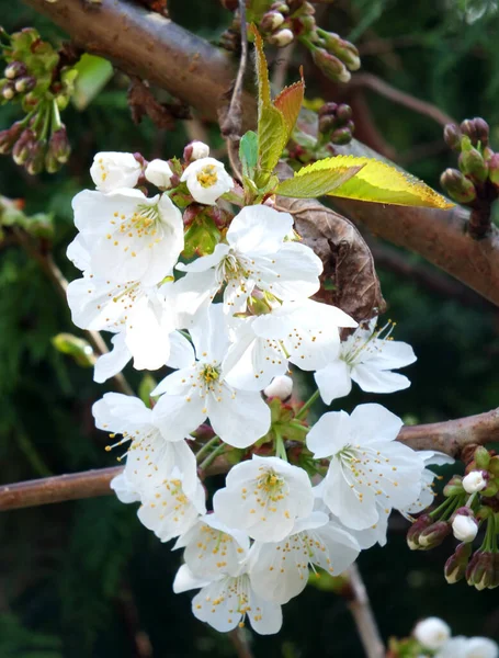 Close White Spring Cherry Blossom Flowers Green Leaves Blurred Background — ストック写真