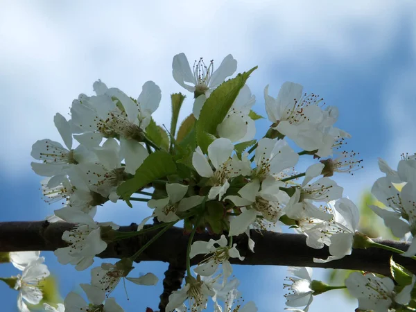 Close White Cherry Blossom Flowers Surrounded Leaves Blurred Bright Blue — Fotografia de Stock