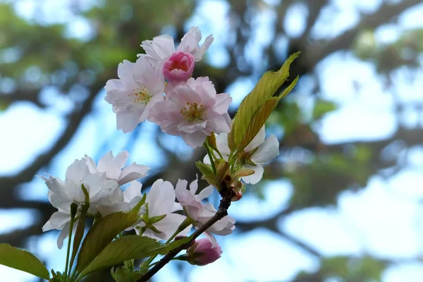 Close Flores Cerejeira Branca Rosa Com Fundo Natureza Primavera Azul — Fotografia de Stock