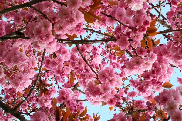 Miękkie Różowe Kwiaty Wiśni Drzewie Otoczone Liśćmi Gałęziami Przeciwko Błękitnemu — Zdjęcie stockowe