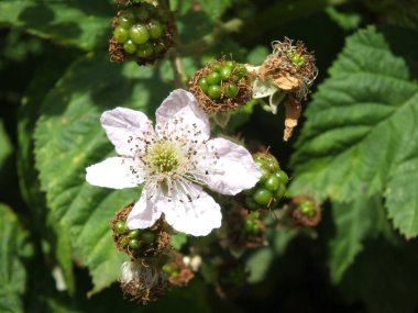Meyve teklifleri ve yeşil yapraklı yabani böğürtlen çiçeğini kapat.