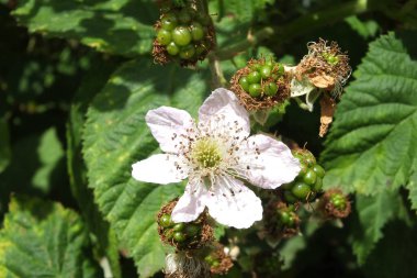Meyve teklifleri ve yeşil yapraklı yabani böğürtlen çiçeğini kapat.