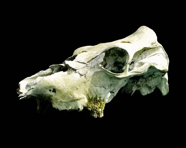 Old Weathered Cow Skull Cracked Bone Moss Black Background — Stockfoto