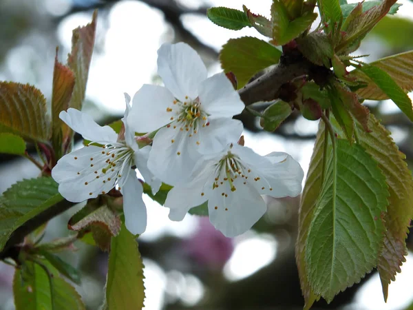 Macro Close White Spring Cherry Blossom Flowers Green Leaves Blurred — Photo