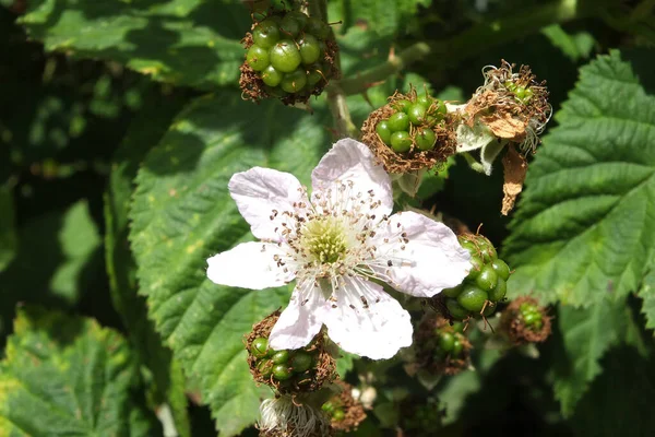 Meyve teklifleri ve yeşil yapraklı yabani böğürtlen çiçeğini kapat.