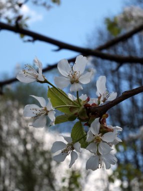 Etrafı yapraklarla çevrili beyaz kiraz çiçeklerine yakın parlak mavi bulutlu bahar gökyüzü