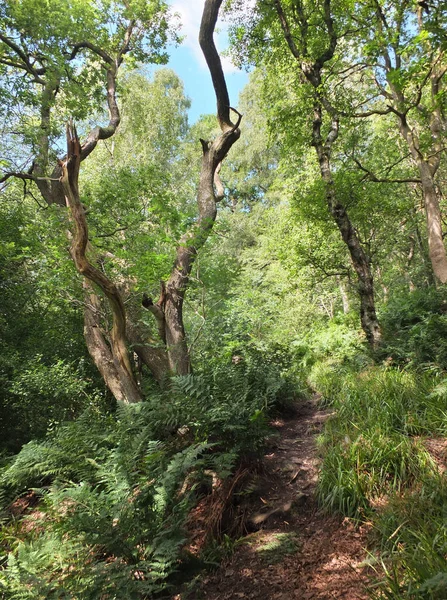 Embora Densa Floresta Verde Cercada Por Samambaias Densas Grama Árvores — Fotografia de Stock