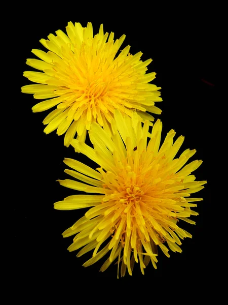 Κοντινό Πλάνο Δύο Λαμπερών Κίτρινων Λουλουδιών Πικραλίδας Που Απομονώνονται Μαύρο — Φωτογραφία Αρχείου