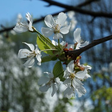 Beyaz kiraz çiçeklerine yakın, yapraklarla çevrili, bulanık dalları ve parlak mavi bahar gökyüzü.