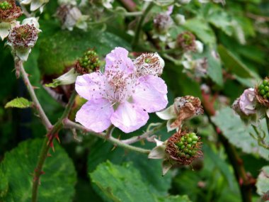 Yazın başında yapraklarla çevrili pembe böğürtlen çiçekleri ve olgunlaşmamış meyveler.