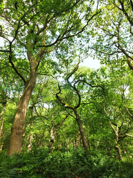Tät Grön Skog Med Ormbunkar Gräs Och Höga Träd Sommarsolljus — Stockfoto