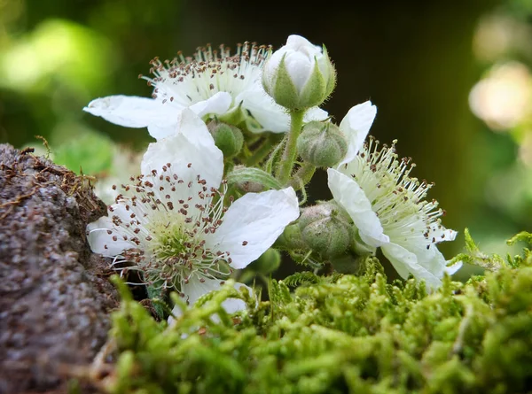 Macro Primer Plano Una Mora Silvestre Flores Que Crecen Sobre —  Fotos de Stock