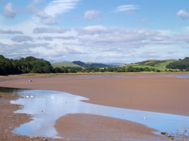 Cumbria 'daki Ulverston sahilinin yaz manzarası alçak gelgitte tepeler ve ağaçlar kıyıda ve kuğular kumsalda
