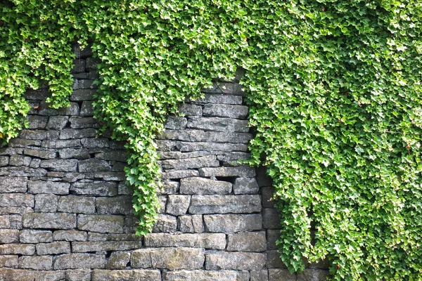 Alte Graue Steinmauer Mit Dichtem Grünen Efeu Bedeckt — Stockfoto