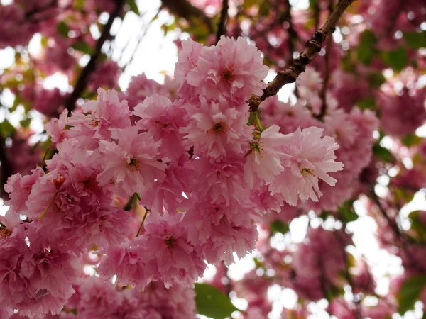 Zbliżenie Miękkich Różowych Kwiatów Wiśni Drzewie Otoczonym Liśćmi Gałęziami Przeciwko — Zdjęcie stockowe