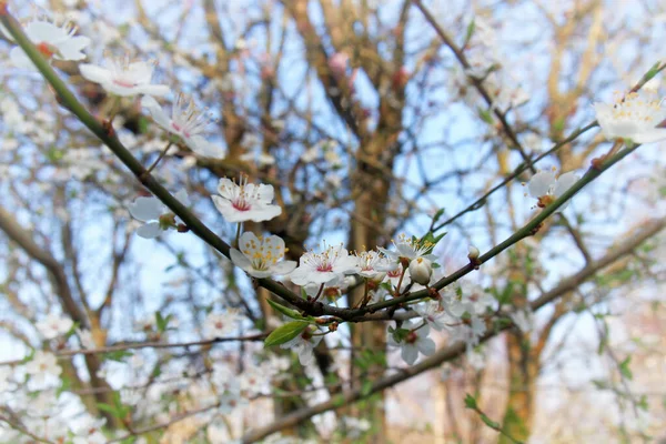 Close Wild Blackthorn Blossom Flowers Blurred Nature Background Sunlit Spring — Photo