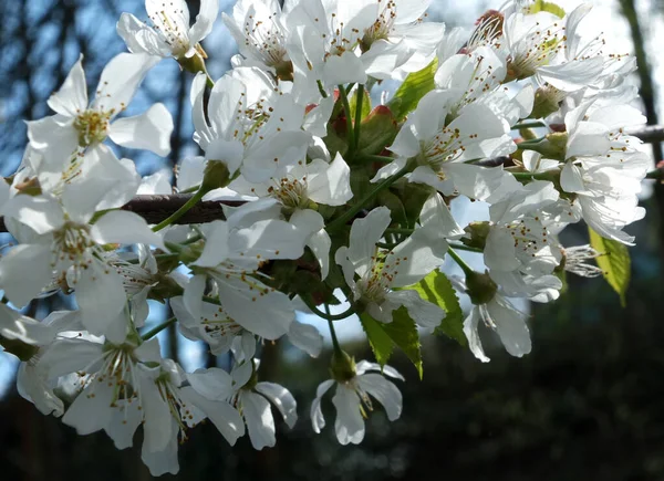 真っ青な春の空がぼやけている葉に囲まれた明るい白い桜の花の終わり — ストック写真