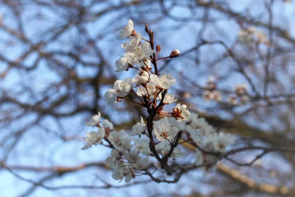 Close White Pink Cherry Blossom Flowers Blurred Bright Branches Blue — ストック写真