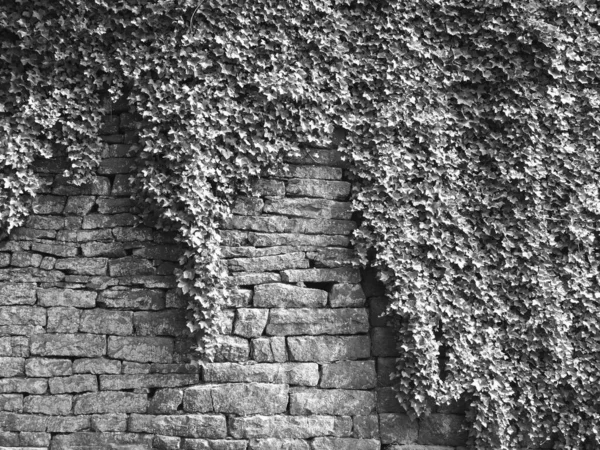 Monochromes Bild Einer Alten Grauen Steinmauer Die Mit Dichtem Efeu — Stockfoto