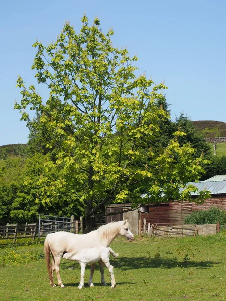 a white horses in a meadow