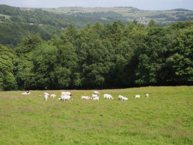 Calderdale Batı Yorkshire 'da bir çayırda otlayan boer keçi sürüsü.