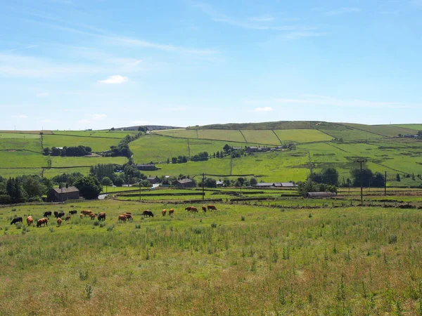 Herd Brown Cows Grazing Meadow Calderdale West Yorkshire — Stok fotoğraf