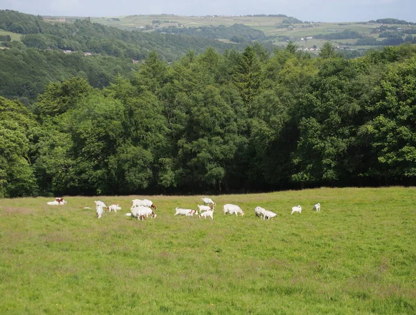 Herd Boer Goats Grazing Meadow Calderdale West Yorkshire — Zdjęcie stockowe