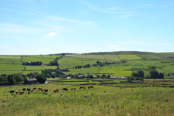 Herd Brown Cows Grazing Meadow Calderdale West Yorkshire — Stock fotografie