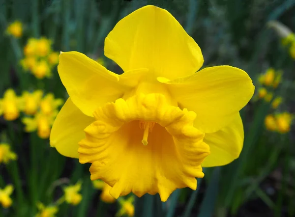 Close Wild Bright Yellow Daffodil Surrounded Many Others Ina Blurred — Foto de Stock