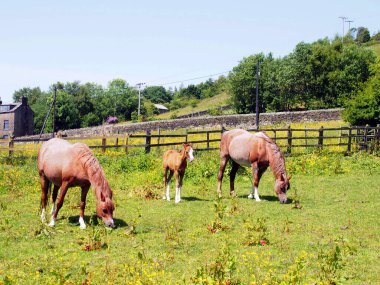 brown horses in a meadow with a foal surrounded by summer countryside