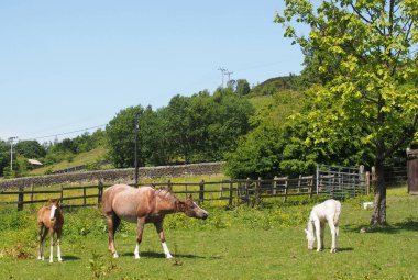 horses in a meadow with a ,are and two foals surrounded by summer countryside