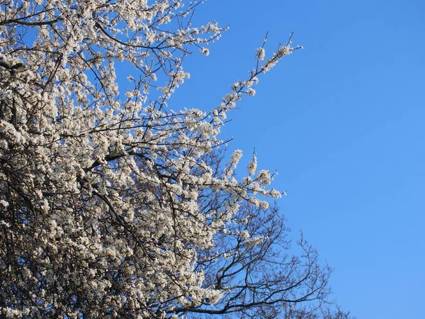 Close Wild Blackthorn Tree Blossom Flowers Blue Sunlit Spring Sky — Stockfoto