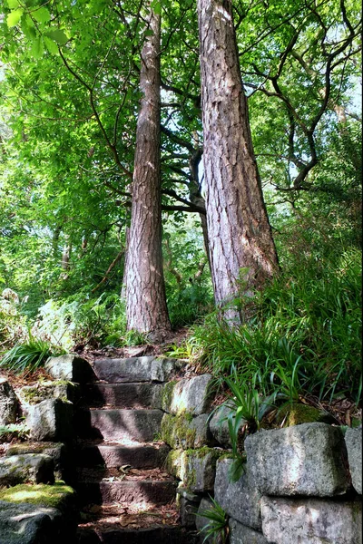 Stone Steps Green Forest Surrounded Dense Ferns Grass Trees Summer — Stock fotografie