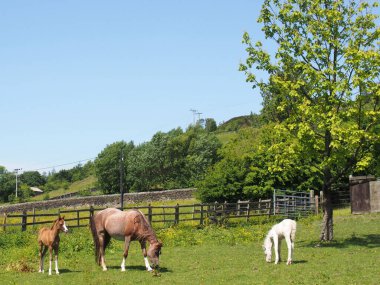 horses in a meadow with a mare and two foals surrounded by summer countryside