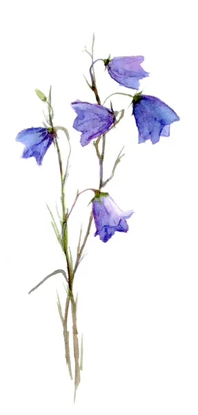 Σχεδίασης μπλε campanula — Φωτογραφία Αρχείου