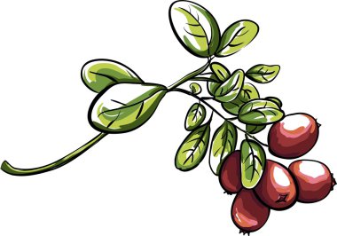 Kırmızı vektör clusterberry