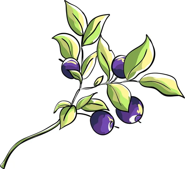 Sprig of whortleberry — Stock Vector