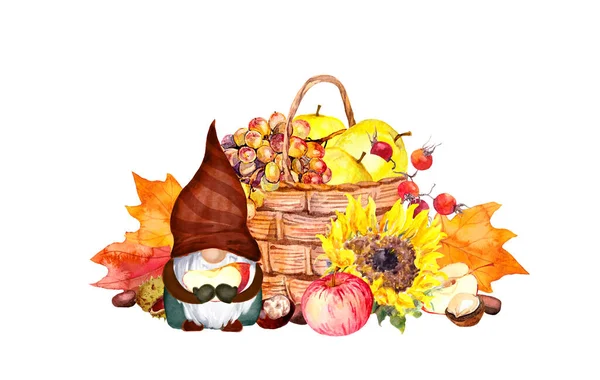 Gnomo de acción de gracias con cosecha de otoño. Cesta con verduras, calabaza, suavizantes, hojas de arce. Acuarela —  Fotos de Stock
