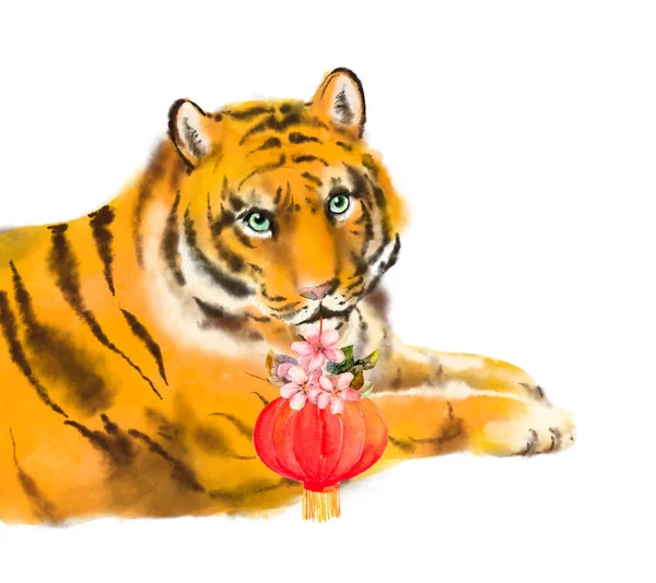 Tigre com lanterna de papel vermelho e flores de ameixa. Animal de férias de Ano chinês de tigre. Aquarela — Fotografia de Stock