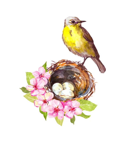 Kleiner Singvogel auf Nest mit Eiern in Kirschblüte. Gartenapfel, Sakura-Blumen. Florale Vintage Aquarell Illustration — Stockfoto