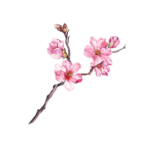 Rosafarbene Kirschblüte, Sakura-Zweig blüht im Frühling. Aquarell blühender Zweig — Stockfoto