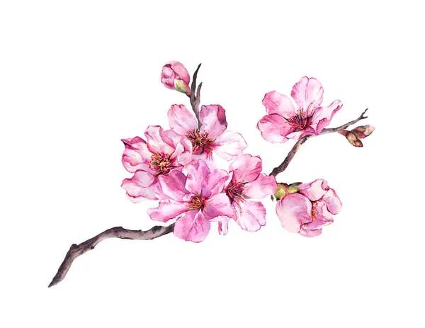 Rosafarbene Kirschblüte, Zweig der Sakura-Blüten im Frühling. Aquarell blühender Zweig — Stockfoto