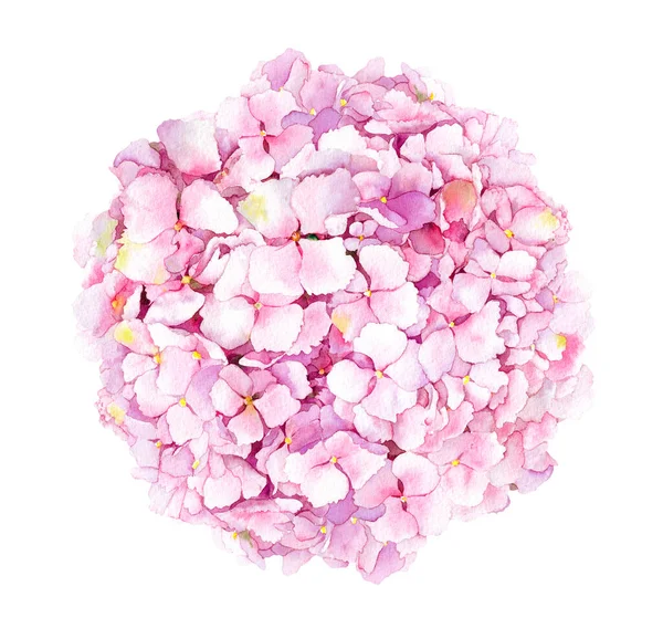 Hortensia roze bloemen raster aquarel illustratie. Pastel roze tedere bloesems achtergrond. Tuin bloeiende bloemen boeket hand getekend realistisch design element — Stockfoto