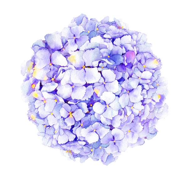 Гигантские голубые цветы, акварельная иллюстрация. Цветок пастельного света. Цветущие вокруг фона. Цветочный букет — стоковое фото