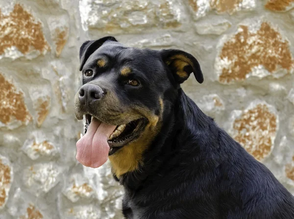 Rottweiler — Stockfoto