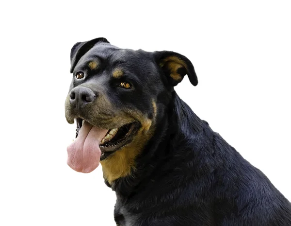 Rottweiler — Stockfoto