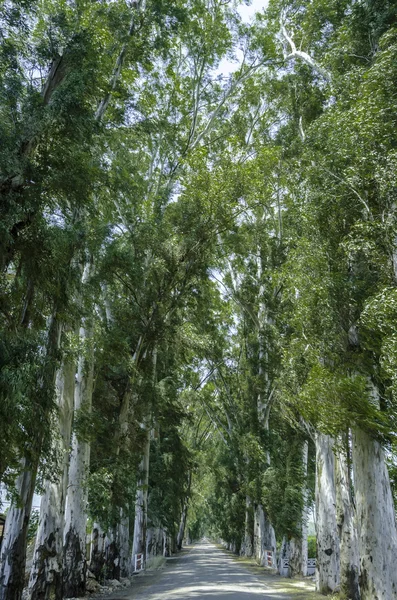 Fila di alberi di eucalipto Fotografia Stock