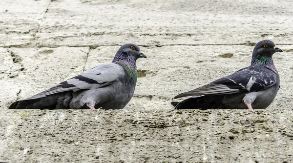 Güvercinler — Stok fotoğraf