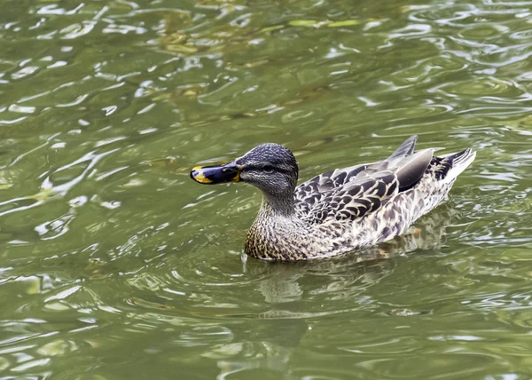 Ente — Stockfoto