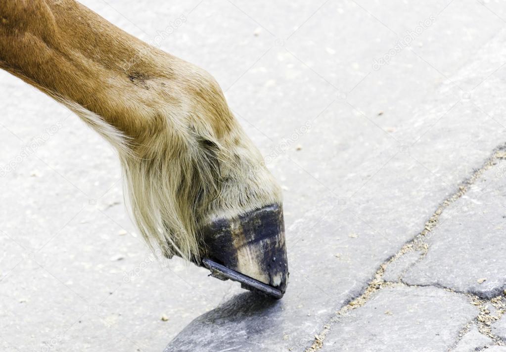 Horse foot hoof — Stock Photo © zaka00 42983053